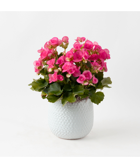 Pink azalea flowering plant. 