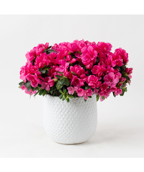 Pink azalea flowering plant. 