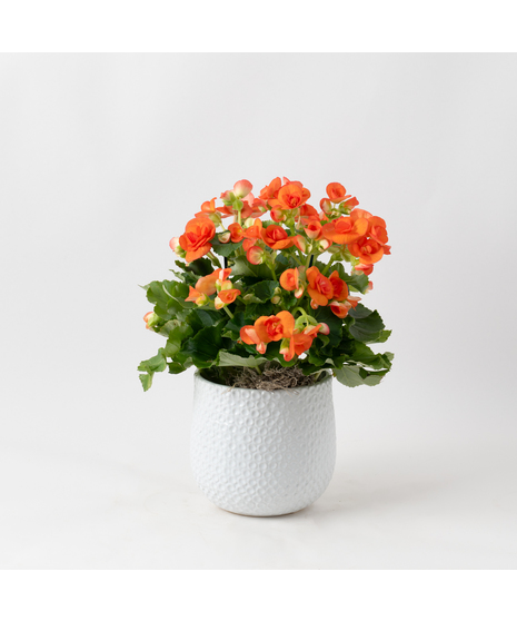 Orange Begonia flowering plant. 