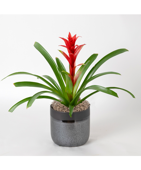 A perfect and glowing Bromeliad blooming plant.
