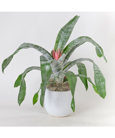 Bromeliad Aechmea Fasciata