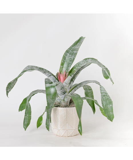 A perfect and glowing Bromeliad blooming plant.