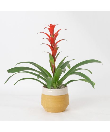 A perfect and glowing Bromeliad blooming plant.