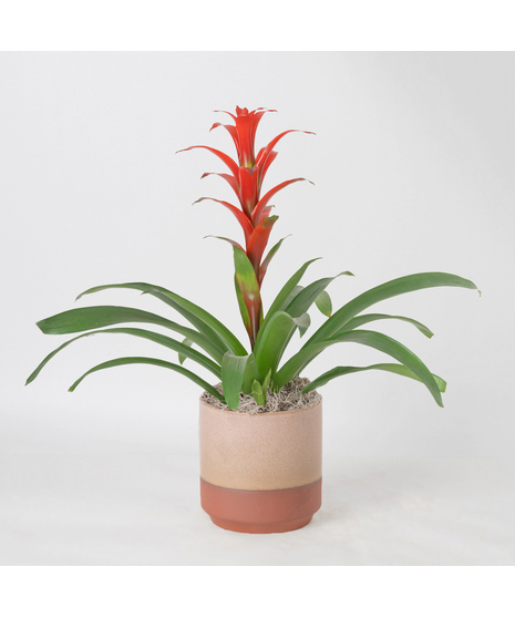 A perfect and glowing Bromeliad blooming plant.