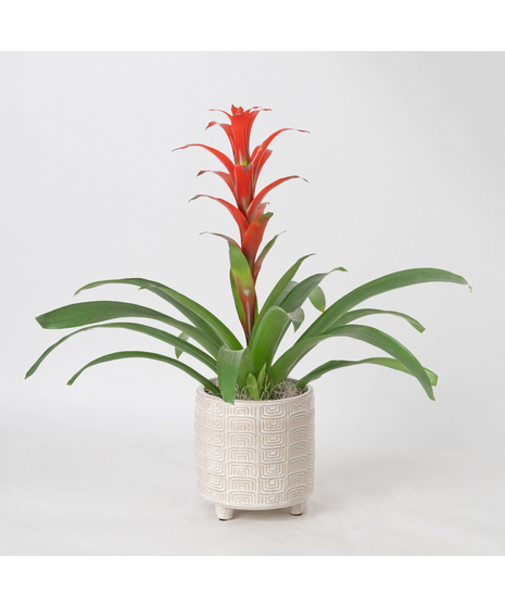 A perfect and glowing Bromeliad blooming plant.