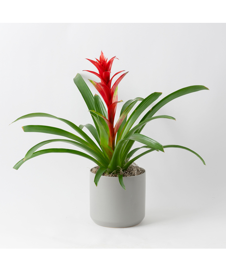 Flowering Plants