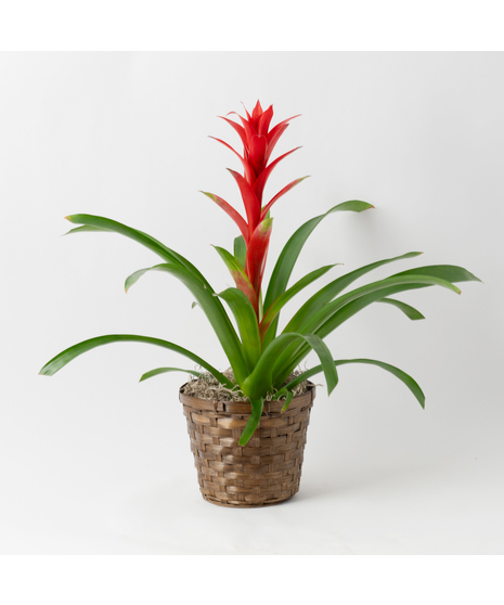 A perfect and glowing Bromeliad blooming plant.