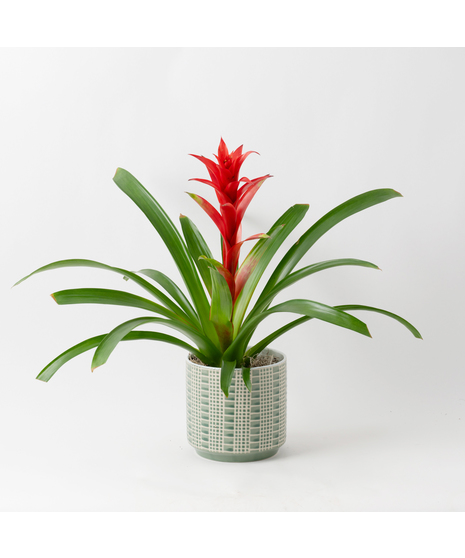 Deluxe Tropic Bromeliad