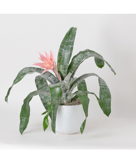 A perfect and glowing Bromeliad blooming plant.