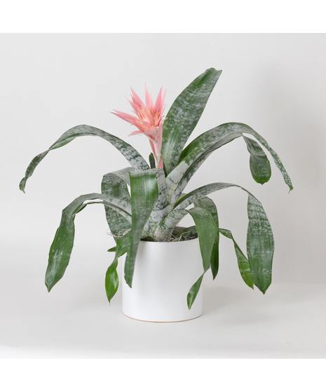 A perfect and glowing Bromeliad blooming plant.