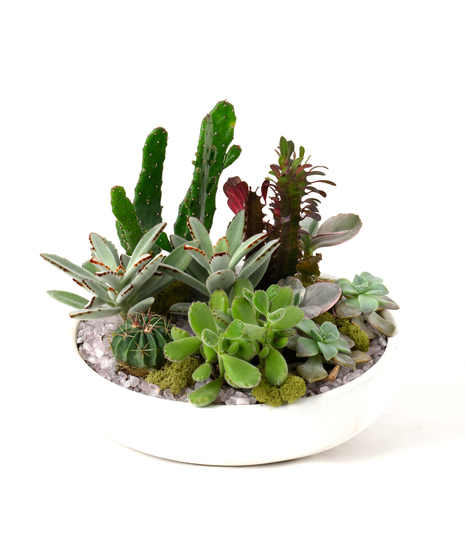 Crystal Euphorbia Garden