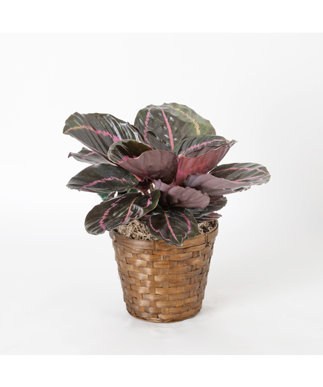 Calathea Dottie
