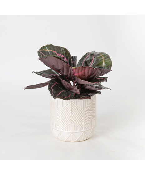 Deluxe Calathea Dottie