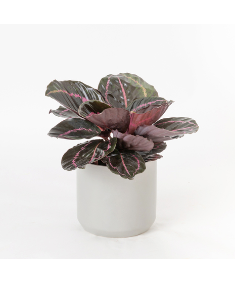 Bring a bold and tropical touch to any space with our Calathea Dottie in an upgraded 6
