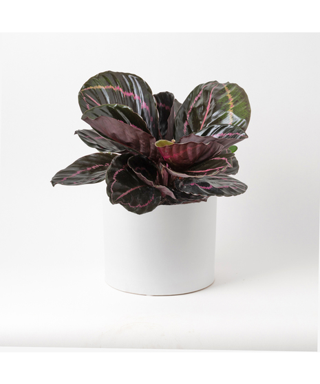 Bring a bold and tropical touch to any space with our Calathea Dottie in an upgraded 6