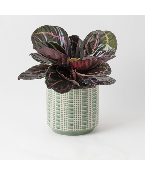 Bring a bold and tropical touch to any space with our Calathea Dottie in an upgraded 6
