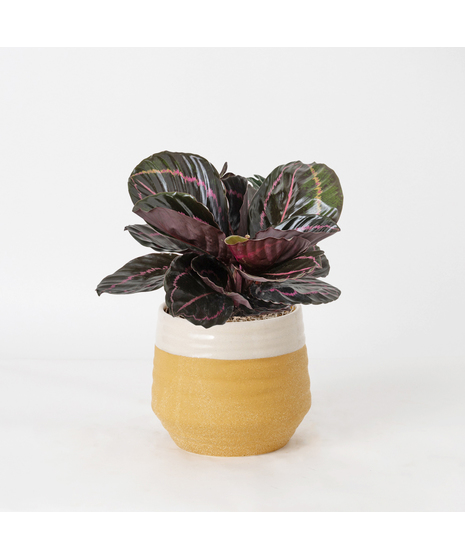 Bring a bold and tropical touch to any space with our Calathea Dottie in an upgraded 6