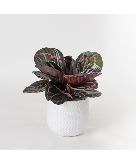 Bring a bold and tropical touch to any space with our Calathea Dottie in an upgraded 6