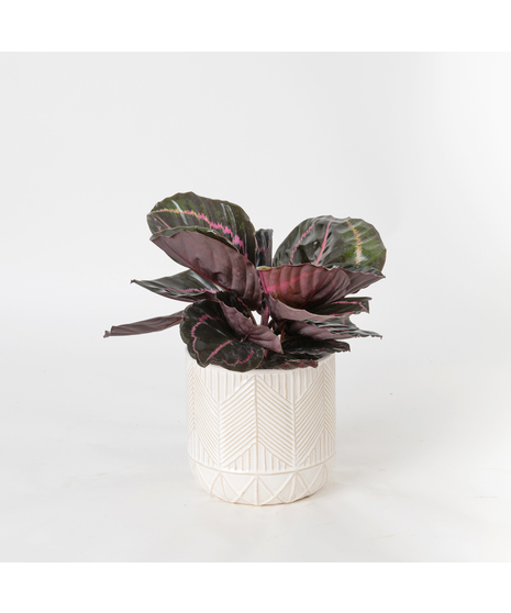 Deluxe Calathea Dottie