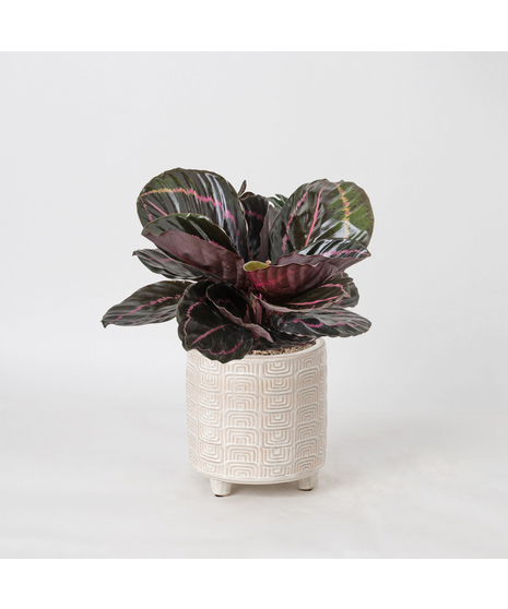Bring a bold and tropical touch to any space with our Calathea Dottie in an upgraded 6