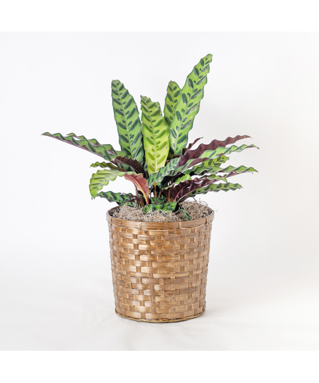 Medium Calathea Lancifolia