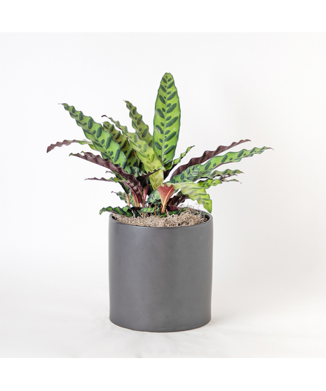 Add a bold pop of color to your indoor jungle with the 8