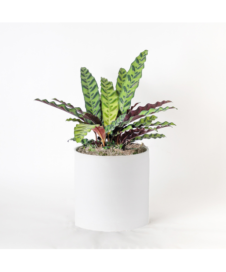 Add a bold pop of color to your indoor jungle with the 8