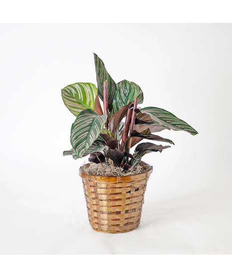 Calathea Ornata