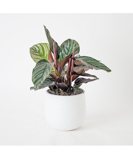 Bring a bold and tropical touch to any space with our Calathea Dottie in an upgraded 6