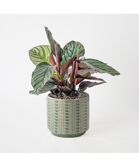 Bring a bold and tropical touch to any space with our Calathea Dottie in an upgraded 6