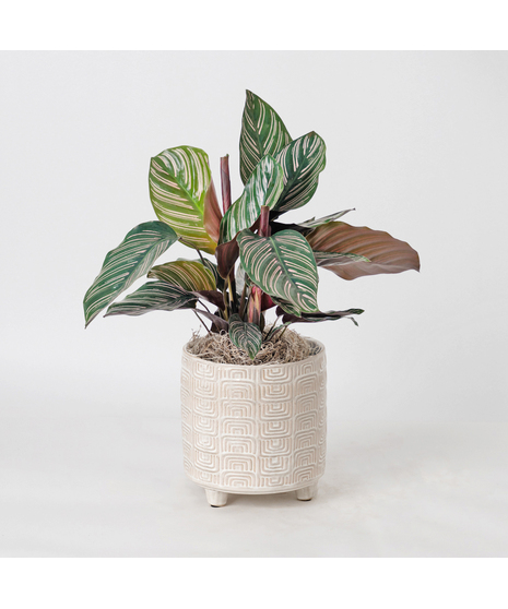 Bring a bold and tropical touch to any space with our Calathea Dottie in an upgraded 6