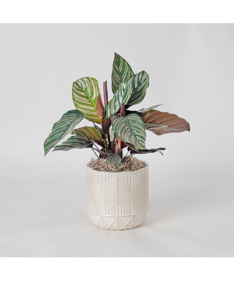 Bring a bold and tropical touch to any space with our Calathea Dottie in an upgraded 6