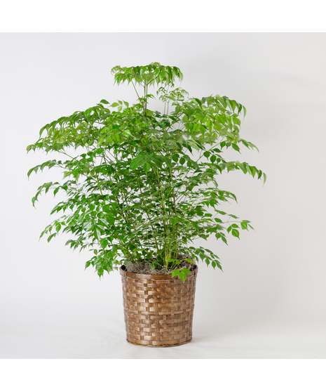 Bring delicate beauty and lush greenery into your home with the 8