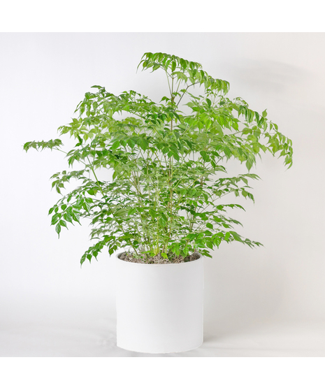 Bring delicate beauty and lush greenery into your home with the 8