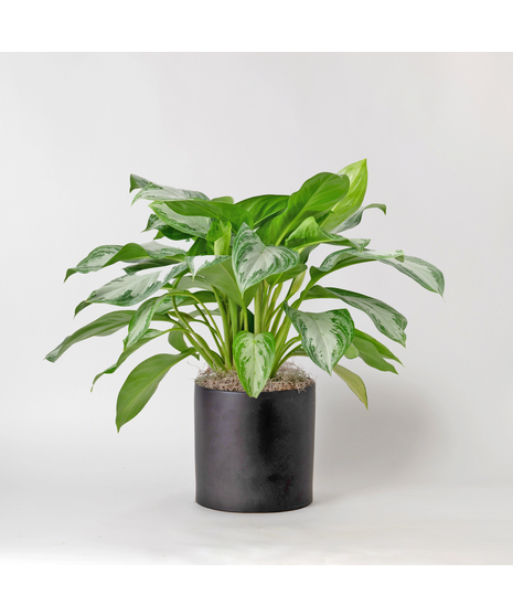 Chinese Evergreen plants, also known as Aglaonema, are unique 6-inch indoor plants that add a touch of elegance 