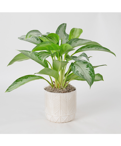 Deluxe Chinese Evergreen plants, also known as Aglaonema, are unique 6-inch indoor plants that add a touch of elegance to any office or home decor