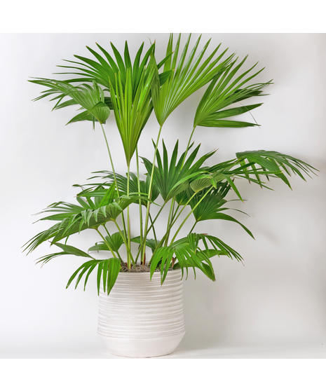 Our Large Ficus Rubber Plant is a bold, statement-making houseplant with glossy, deep green leaves and a sturdy upright form. 