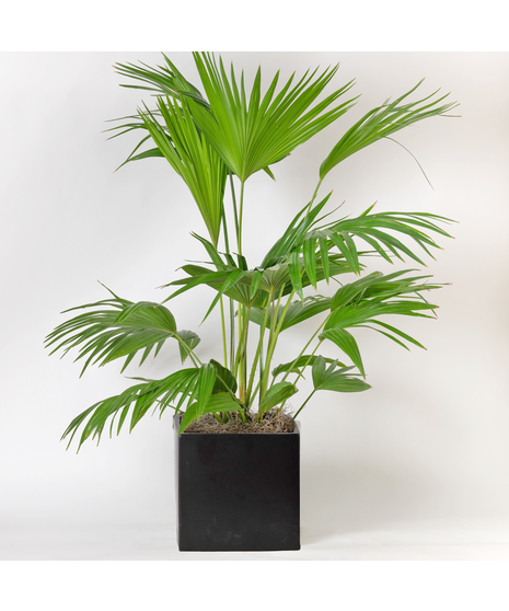 Our Large Ficus Rubber Plant is a bold, statement-making houseplant with glossy, deep green leaves and a sturdy upright form. 