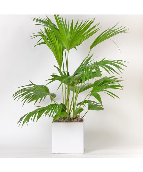 Large Chinese Palm Fan