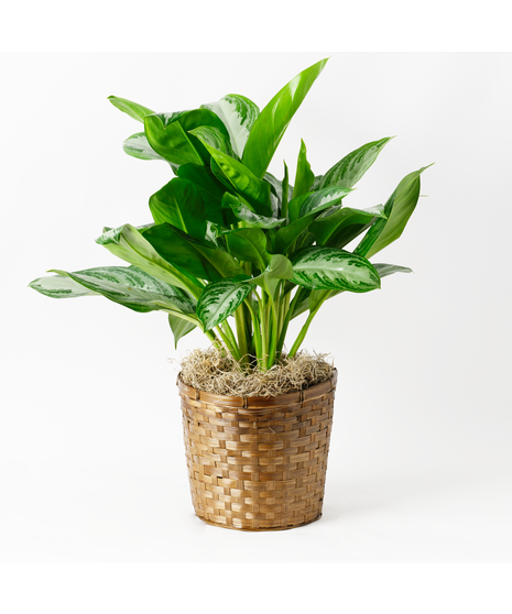 Large Chinese Evergreen