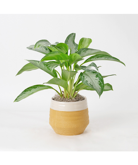 Deluxe Chinese Evergreen