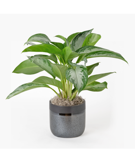 Deluxe Chinese Evergreen plants, also known as Aglaonema, are unique 6-inch indoor plants that add a touch of elegance to any office or home decor