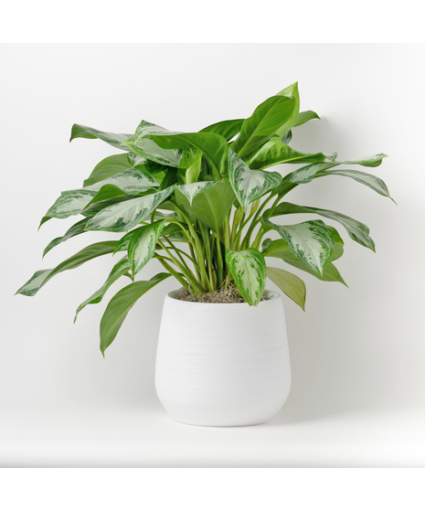 Medium Chinese Evergreen