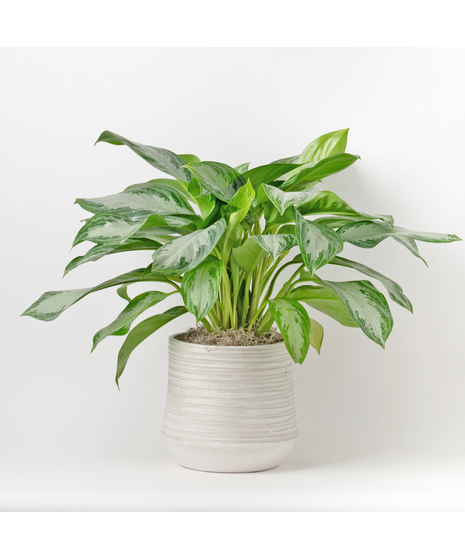 Chinese Evergreen plants, also known as Aglaonema, are unique 6-inch indoor plants that add a touch of elegance 