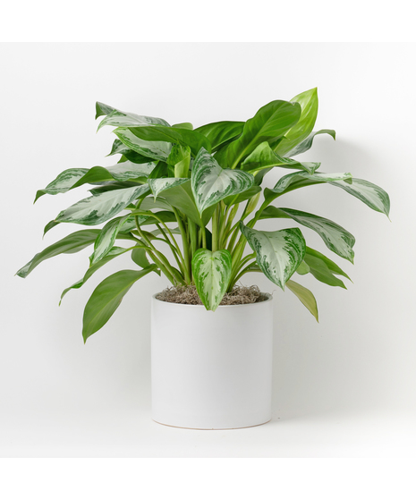 Chinese Evergreen plants, also known as Aglaonema, are unique 6-inch indoor plants that add a touch of elegance 