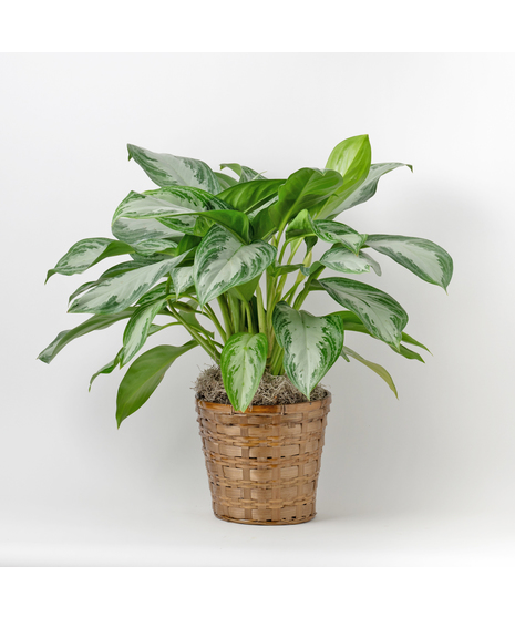 Chinese Evergreen plants, also known as Aglaonema, are unique 6-inch indoor plants that add a touch of elegance 