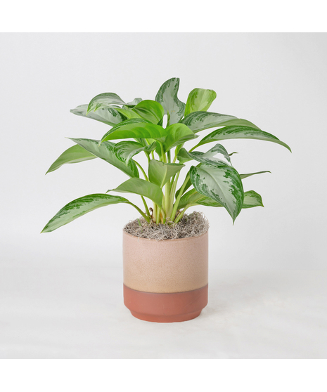 Deluxe Chinese Evergreen plants, also known as Aglaonema, are unique 6-inch indoor plants that add a touch of elegance to any office or home decor