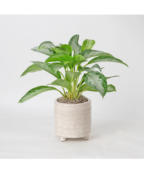 The Bella Palm, also known as the 