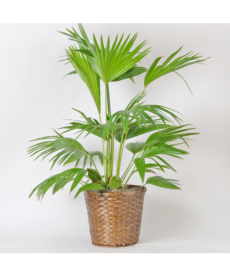 Our Large Ficus Rubber Plant is a bold, statement-making houseplant with glossy, deep green leaves and a sturdy upright form. 
