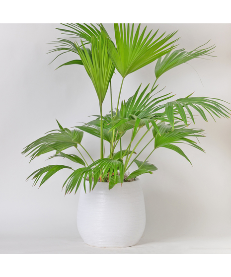Our Large Ficus Rubber Plant is a bold, statement-making houseplant with glossy, deep green leaves and a sturdy upright form. 